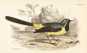 灰鹡鸰，Motacilla cinerea。1889 年（雕刻） 作者 未知艺术家