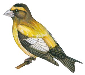 Gros bec errant - 夜莺 (Coccothraustes vespertines) 作者 未知艺术家