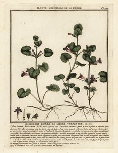 常春藤，Glechoma hederacea。 作者 未知艺术家