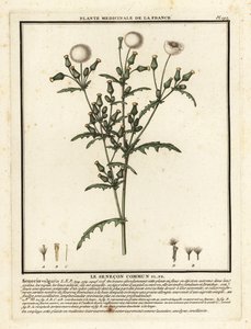 Groundsel, Senecio vulgaris. 作者 未知艺术家