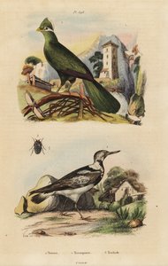 几内亚 turaco、Tauraco persa 和欧亚鹳、Jynx torquilla 作者 不明