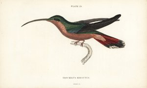 毛腿蜂鸟，Glaucis hirsutus（鲁福斯胸隐士，Trochilus hirsutus）。William Lizars 的手绘钢板雕刻，选自 William Jardine 爵士的《博物学家图书馆》：鸟类学：蜂鸟第 2 卷》，爱丁堡，W.H. Lizars 著。 作者 未知艺术家