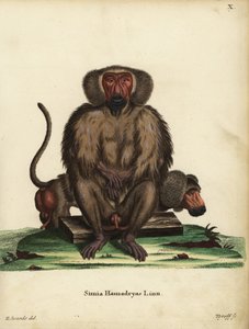 Hamadryas狒, Papio hamadryas.Simia hamadryas Linn.Tyroff 根据乔治-爱德华兹的插图绘制的手工彩色铜版雕刻，该插图选自约翰-克里斯蒂安-丹尼尔-施雷伯的《自然动物插图》或施雷伯的《神奇动物》，埃朗 作者 未知艺术家