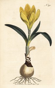 Harvester - Autumn daffodil, Sternbergia lutea (Yellow amaryllis, Amaryllis lutea) - 手工彩色铜版雕刻，选自伦敦威廉-柯蒂斯的《植物杂志》。 作者 未知艺术家