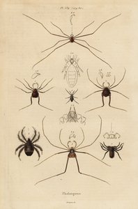 收割者、收割者或老爹长腿，Opiliones 物种 作者 不明