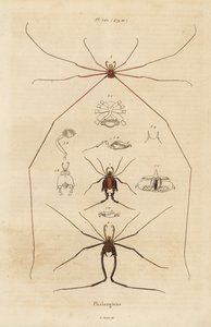 收割者、收割者或老爹长腿，Opiliones 物种 作者 不明