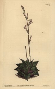 Haworthia mirabilis（粗叶垫芦荟，Aloe mirabilis） 作者 不明