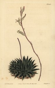 Haworthia pumila 或 Tulista pumila（黑叶蜘蛛芦荟，Aloe arachnoides pumila） 作者 不明