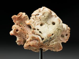 公元前2至1世纪，来自Bactria或Gandhara的美杜莎（Medusa）头（粉红色珊瑚） 作者 不明