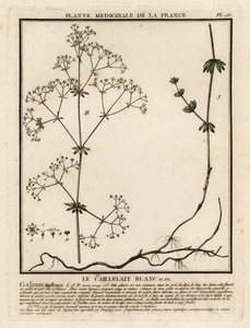 绿篱酢浆草（Galium mollugo）。 作者 未知艺术家