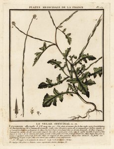 篱笆芥，Sisymbrium officinale。 作者 未知艺术家
