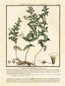恩惠草，Gratiola officinalis。 作者 未知艺术家