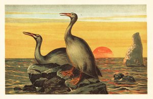 Hesperornis regalis，已灭绝的鸬鹚状鸟类，1908 年（石版画）。 作者 未知艺术家