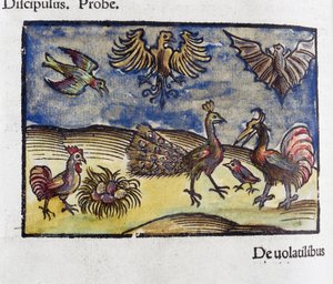 Histoire naturelle, zoologie 16e siecle: oiseaux et chauve souris 作者 不明