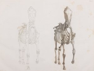 马骨架，前视图 作者 不明
