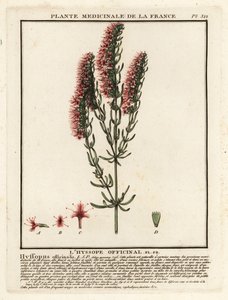 牛膝草（Hyssopus officinalis）。 作者 未知艺术家