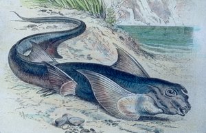 银鲛（Hydrolagus colliei）的插图 作者 未知艺术家