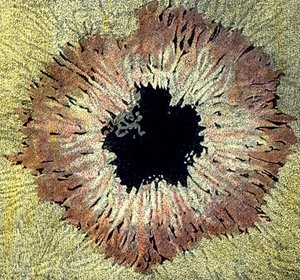 太阳黑子插图 作者 未知艺术家
