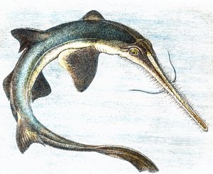 剑鱼（Xiphias gladius）插图 作者 未知艺术家