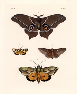 Imbrasia epimethea (Saturnia epimethea) 1、粉红条纹橡树虫蛾 Anisota virginiensis (Dryocampa virginiensis) 2、Crameria aegocera (Aegocera amabilis) 3 和 Eudocima materna (Triphaena materna) 4。 手绘彩色石版画，选自 John O. Westwood 的新作品。 作者 未知艺术家