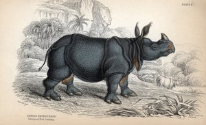 印度犀牛（Rhinoceros unicornis or indicus），濒危物种。威廉-利扎根据詹姆斯-斯图尔特的画作制作的铜版画，发表于《博物学家图书馆：哺乳动物、厚皮动物和四足动物》，由 W. H. 利扎编辑。 作者 未知艺术家