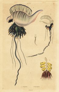 印度-太平洋地区葡萄牙人鱼，Physalia utriculus 1，亚速尔群岛人鱼，Physalia physalis 2，以及Siphonophora zoophyte，Physsophora disticha 3。物理学，植物学 作者 不明