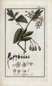 易洛魁月桂（Sassafras albidum）。石版画，选自约翰内斯-佐恩（1739-1799 年）的 "Afbeelding der Artseny-Gewassen"，荷兰 作者 未知艺术家