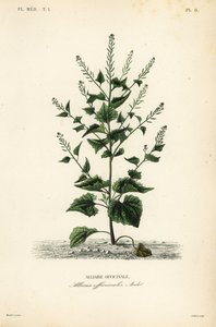 Jack-by-the-hedge 或大蒜芥末、Alliaria petiolata、Alliaria officinalis、Alliaire officinale 作者 不明