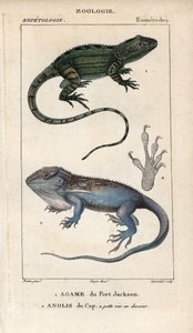 Jacky lashtail、Port Jackson agame、Amphibolurus muricatus 和 Cape dwarf gecko、Cape anolis、Lygodactylus capensis。1816-1830 年朱西厄《自然科学辞典》中的手工彩色铜版stipple版画。有关鱼类和爬行动物的卷册 作者 未知艺术家