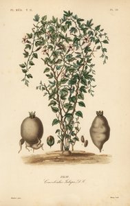 Jalap vine, Ipomoea jalapa, Convolvulus jalapa, Jalap 作者 不明