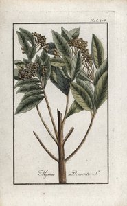 牙买加胡椒或四香料或吉罗弗里胡椒（Pimenta dioica）。约翰内斯-佐恩（Johannes Zorn，1739-1799 年）"Afbeelding der Artseny-Gewassen "中的石版画，荷兰 作者 未知艺术家