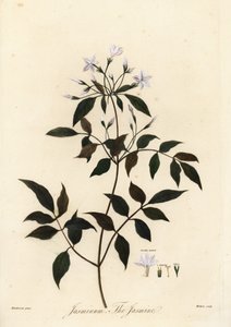 茉莉花，茉莉花。 1805（雕刻） 作者 未知艺术家
