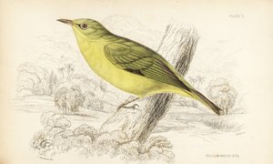 爪哇白眼，Zosterops flavus（黄白眼，Zosterops flava）。William Lizars 根据 William Swainson 的作品绘制的手工彩色钢板雕刻，选自 William Jardine 爵士的《博物学家图书馆》：鸟类学：西非鸟类》，爱丁堡，W.H. Lizars 作者 未知艺术家