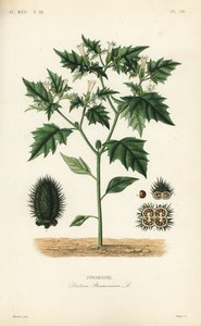 占卜草或魔鬼的陷阱，Datura stramonium，Stramoine 作者 不明
