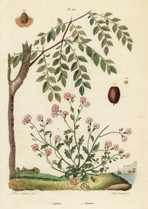 枣树或中国枣，Ziziphus jujuba 1，和弗吉尼亚州的股票，Malcolmia maritima 2 作者 不明