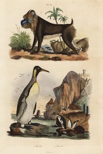 国王企鹅，Aptenodytes patagonicus 1，和山魈，Mandrillus sphinx，脆弱，2 作者 不明