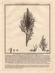 La Sabine，萨维尼埃杜松。静脉植物，描述雄枝（中）和雌枝（左），以及不同成熟阶段果实的细节。18 世纪，载于《Herbier de la France》（1780-1793 年），绘图，雕刻。 作者 未知艺术家