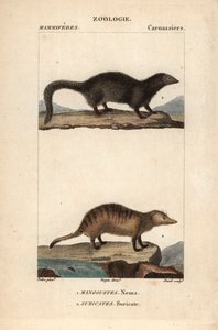 La mangouste et le suricate - Eau forte》，Jean Gabriel Pretre（1780-1845 年）著，Carnonkel 刻版，为 Frederic Cuvier 著、Pierre Jean Francois Turpin（1775-1840 年）编辑的《自然科学词典：哺乳动物》所用，由巴黎 F.G.Levrault 出版社出版。 作者 未知艺术家