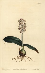 Lachenalia pallida (Glossy leaved lachenalia, Lachenalia lucida) 作者 不明