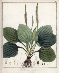 大车前草或大车前草（或鸟类车前草）--F. Guimpel 的石版画，摘自 Friedrich Gottlob Haynes（1763-1832 年）的医学植物学，柏林 作者 未知艺术家