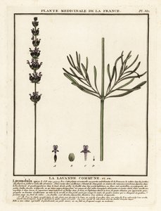 薰衣草，Lavandula angustifolia。 作者 未知艺术家