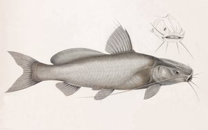 湾区多克玛克 作者 不明