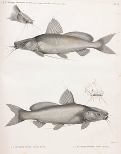Bayd Fitile 和 Bayad Docmac 作者 不明