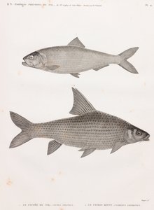 Le Clupee du Nil & Le Cyprin 作者 不明