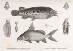 电击器和同位素的Pimelode 作者 不明