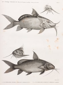 Le Pimedlode Guemel & Le Pimelode Scheilan 作者 不明