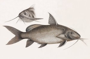 薛兰（Le Pimelode Scheilan） 作者 不明