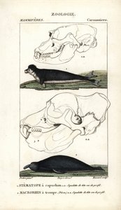 Le stematope à capuchon et le macrorhin a trompe ou elephant de mer - Eau forte，Jean Gabriel Pretre（1780-1845 年）著，Carnonkel 刻版，为 Frederic Cuvier 编著的《自然科学词典：哺乳动物》所作，Pierre Jean Francois Turpin（1775-1840 年）编辑 作者 未知艺术家