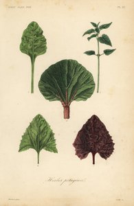 叶菜类，香草类植物 作者 不明