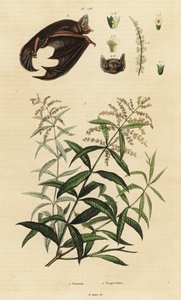 柠檬马鞭草和杂色蝙蝠。 作者 未知艺术家